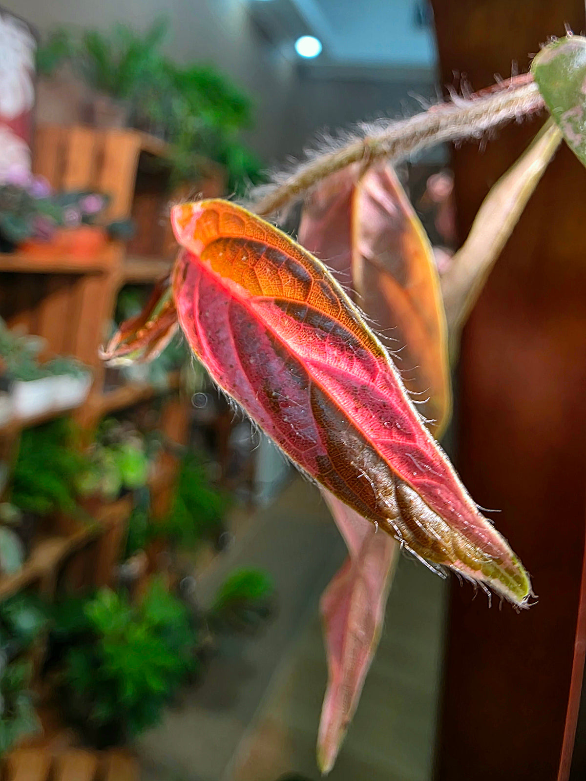 Rhaphidophora sp variegated pink 粉斑崖角藤