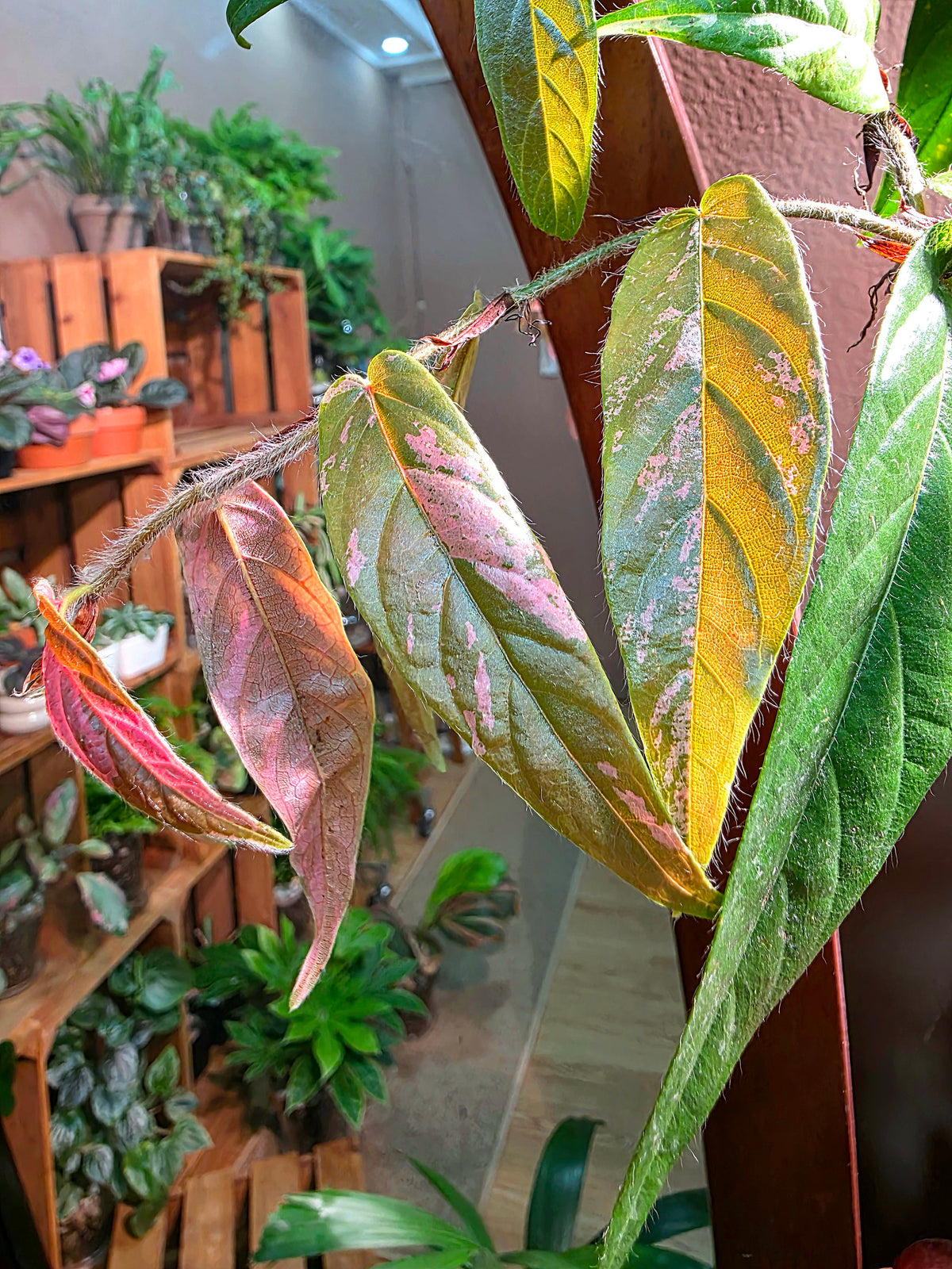 Rhaphidophora sp variegated pink 粉斑崖角藤