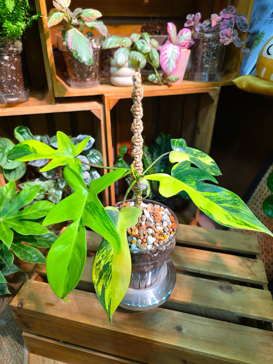 Philodendron florida beauty 斑葉龍爪蔓綠絨