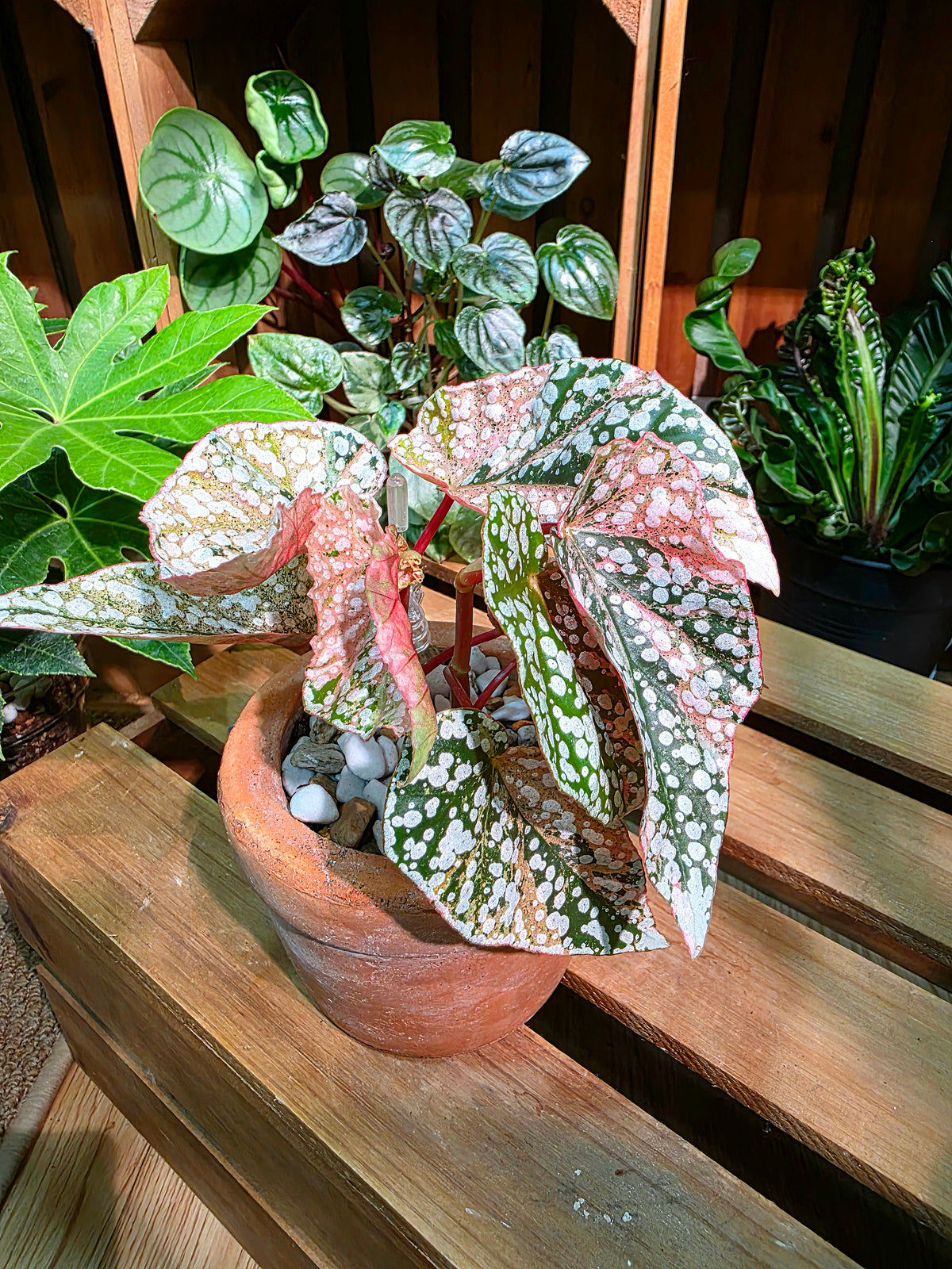 Begonia snow capped variegated 粉斑富士山秋海棠