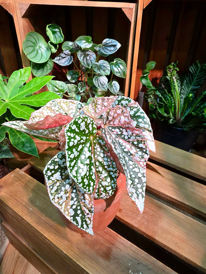 Begonia snow capped variegated 粉斑富士山秋海棠