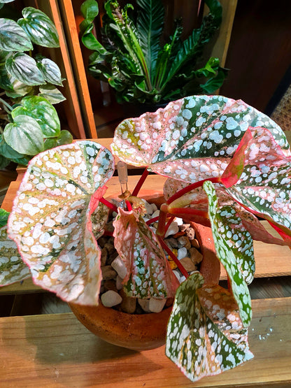 Begonia snow capped variegated 粉斑富士山秋海棠