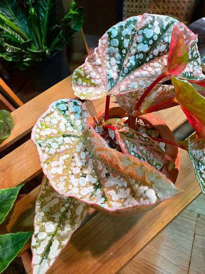 Begonia snow capped variegated 粉斑富士山秋海棠