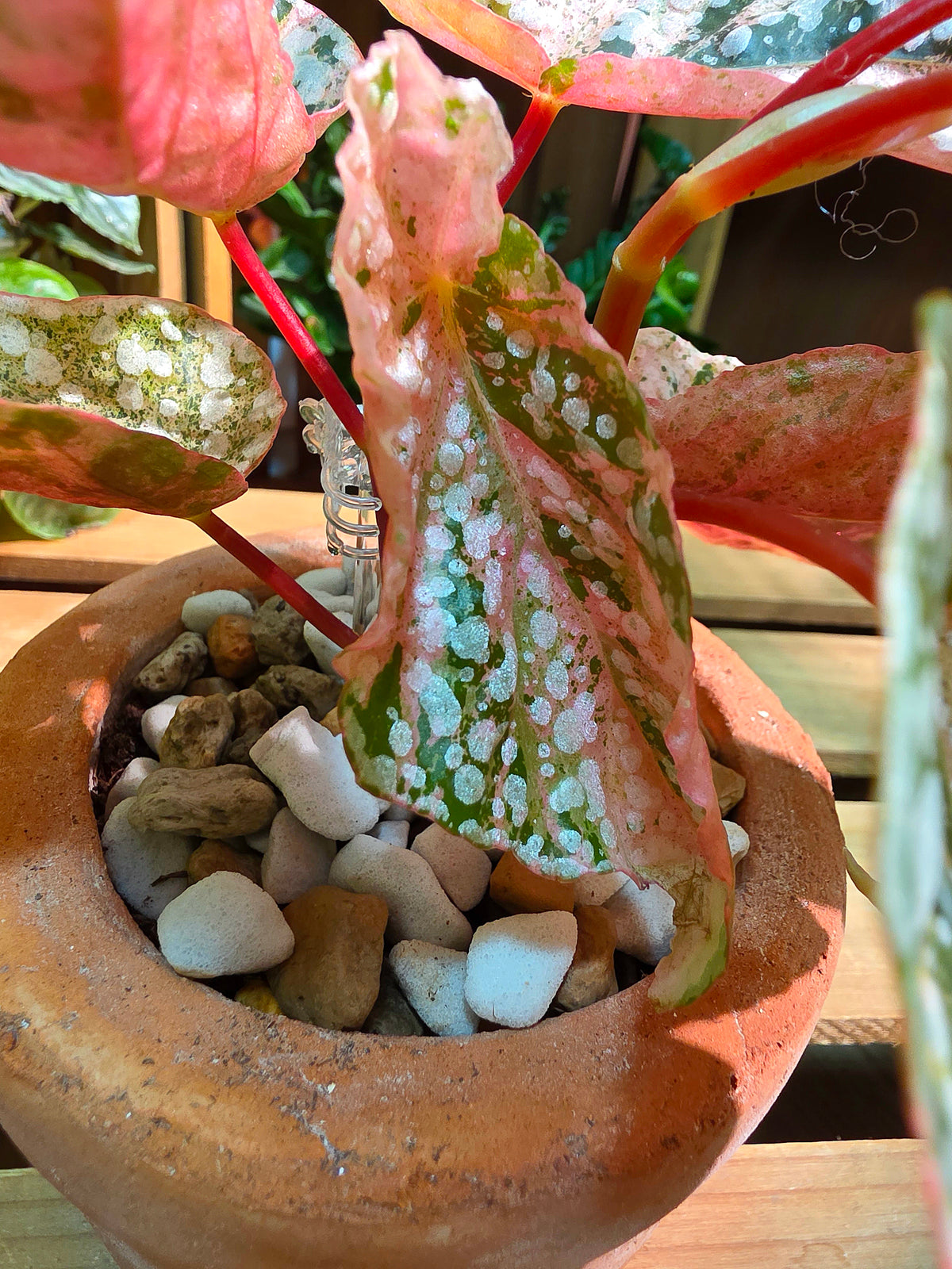 Begonia snow capped variegated 粉斑富士山秋海棠