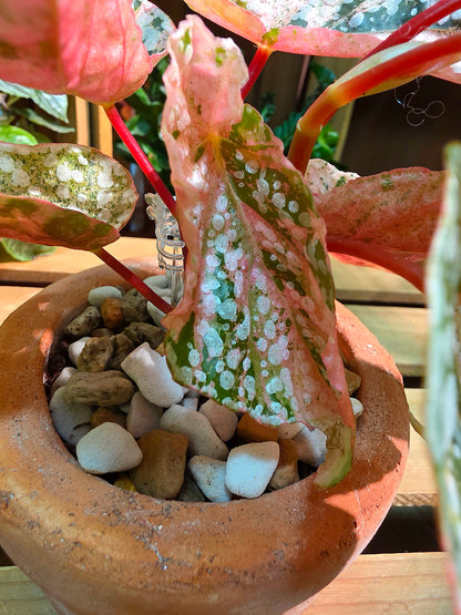 Begonia snow capped variegated 粉斑富士山秋海棠