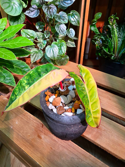 Variegated Philodendron billietiae