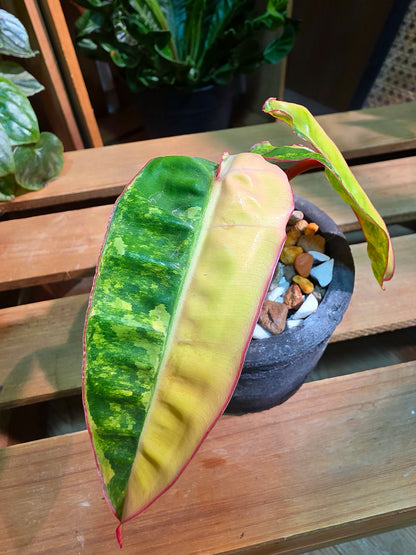 Variegated Philodendron billietiae