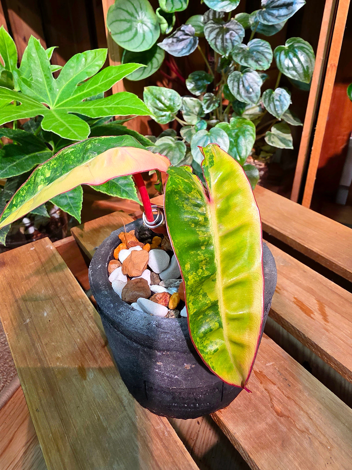 Variegated Philodendron billietiae