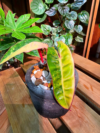 Variegated Philodendron billietiae