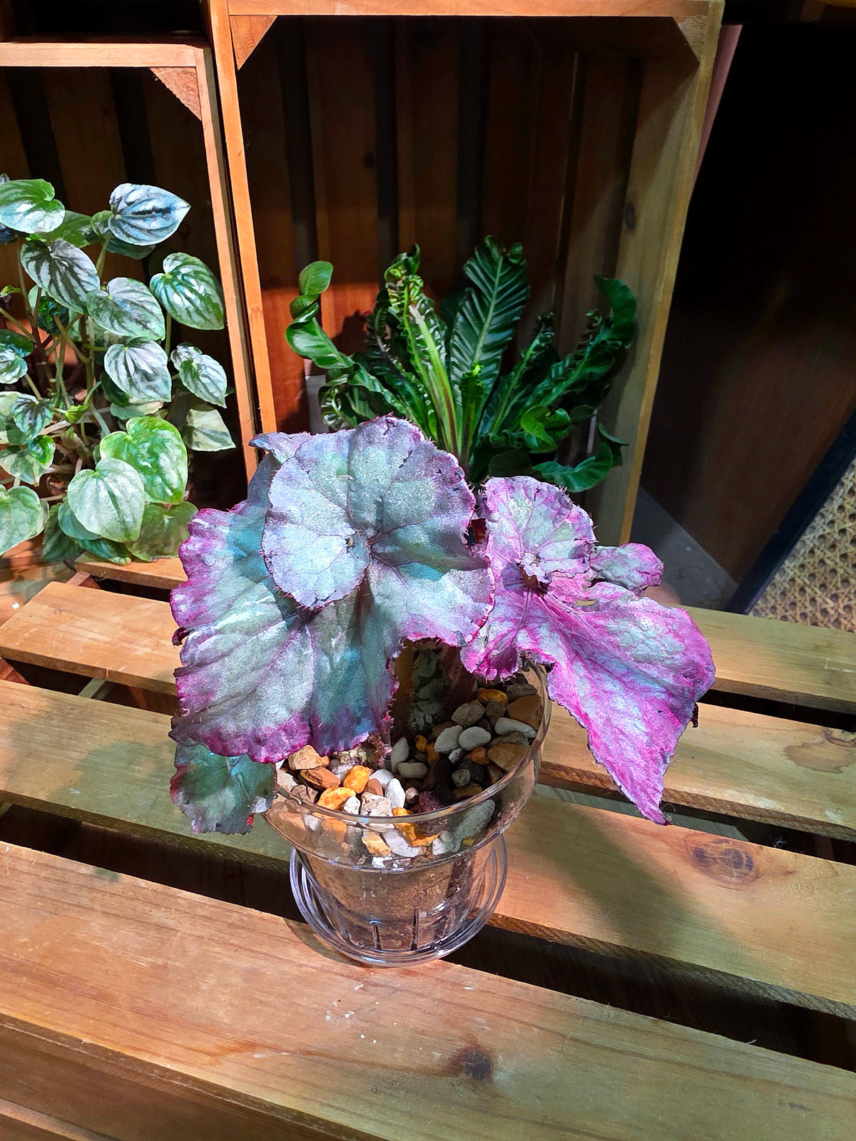 Begonia snow-capped variegated Fuji