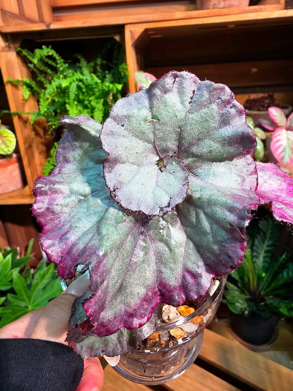 Begonia snow-capped variegated Fuji