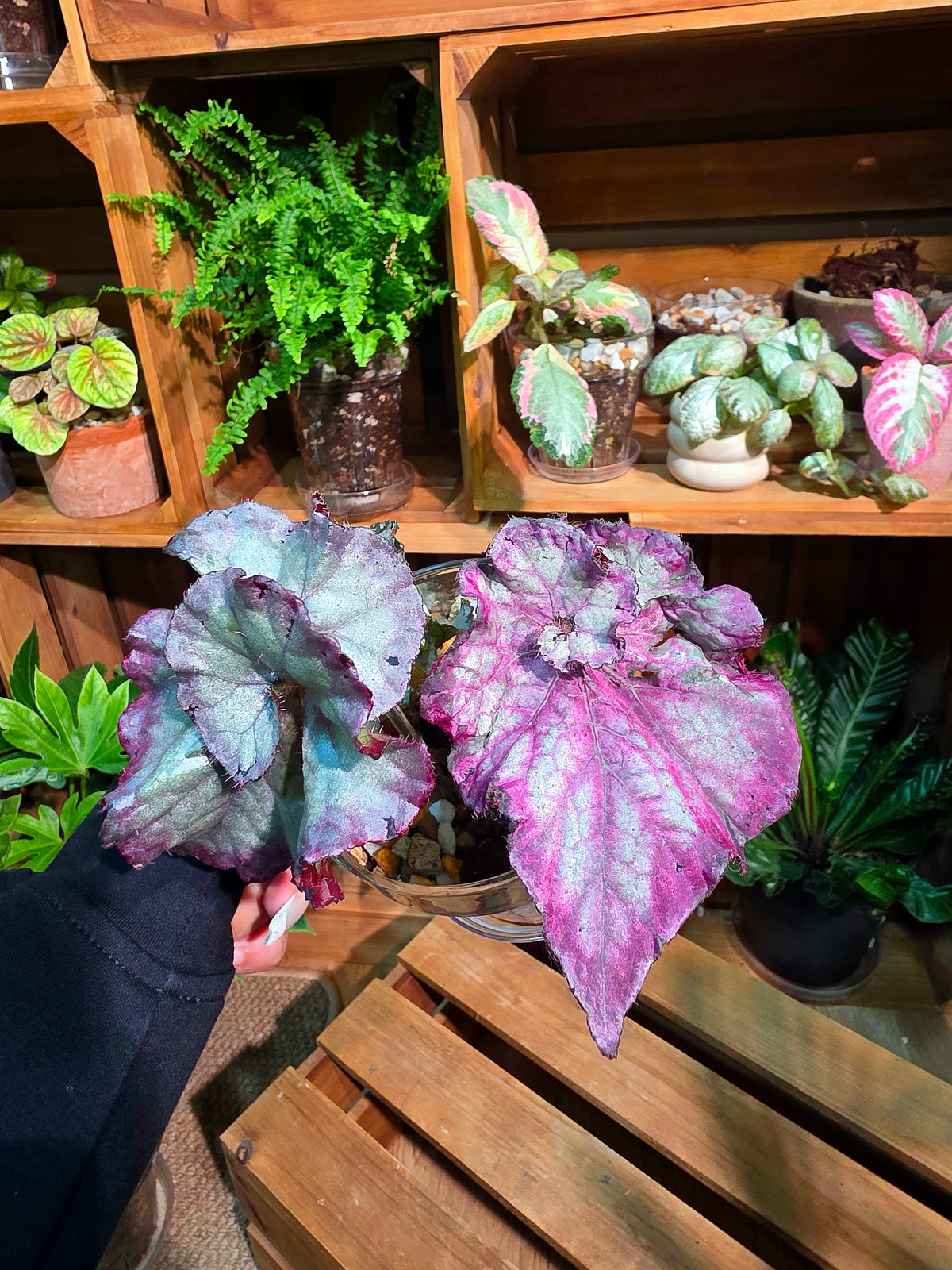 Begonia snow-capped variegated Fuji