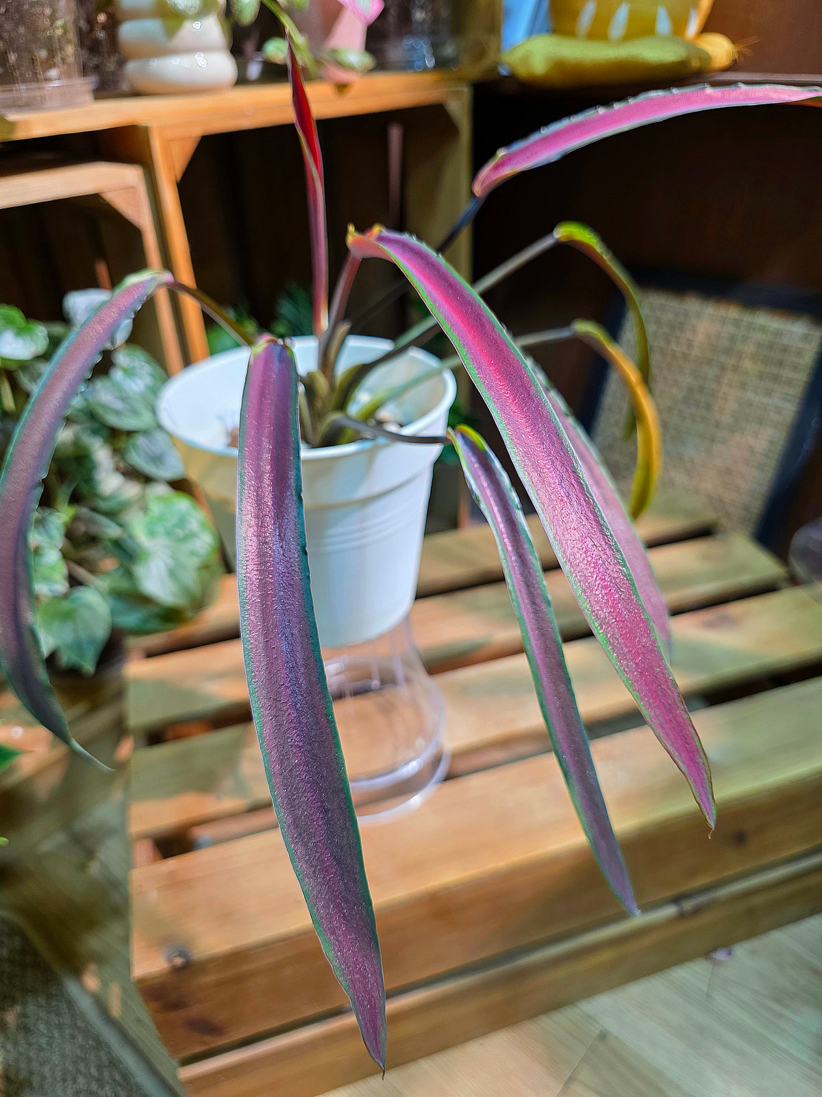 Caladium Thailand - Matcha God of Time