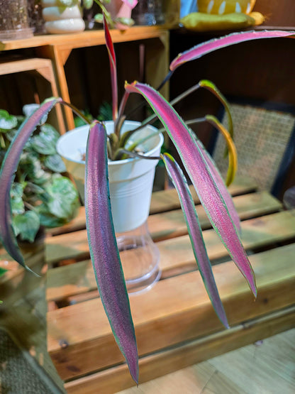 Caladium Thailand - Matcha God of Time