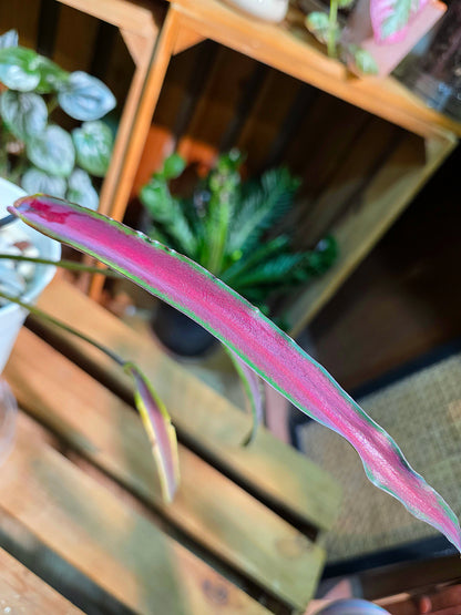 Caladium Thailand - Matcha God of Time
