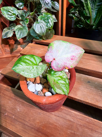 Caladium Thailand 泰國彩葉芋