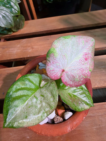 Caladium Thailand 泰國彩葉芋