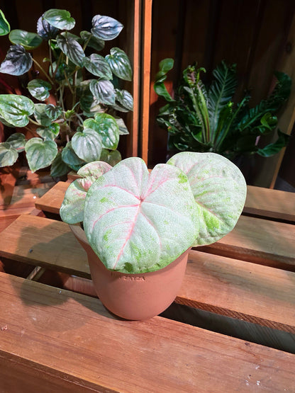 Caladium Thailand 泰國彩葉芋