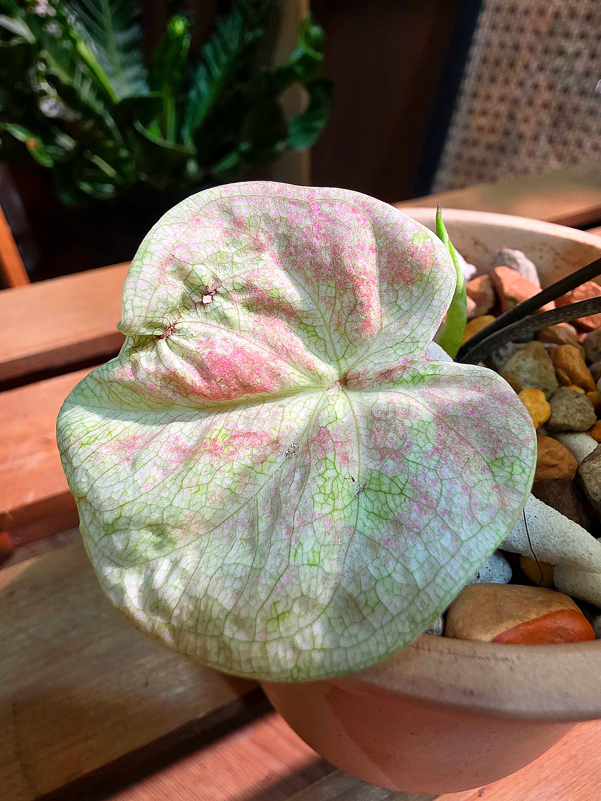 Caladium Thailand 泰國彩葉芋