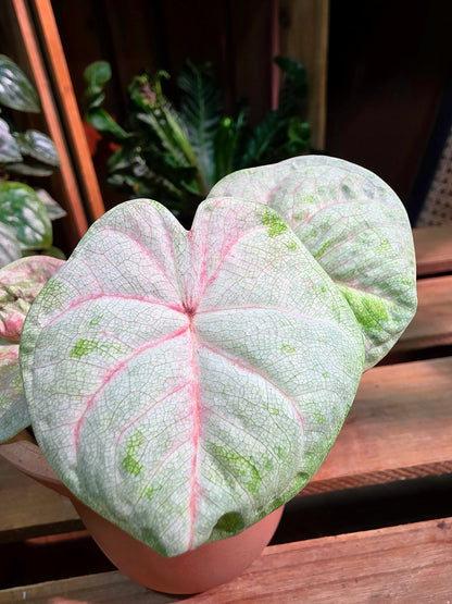 Caladium Thailand 泰國彩葉芋