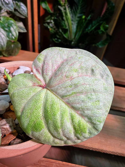 Caladium Thailand 泰國彩葉芋