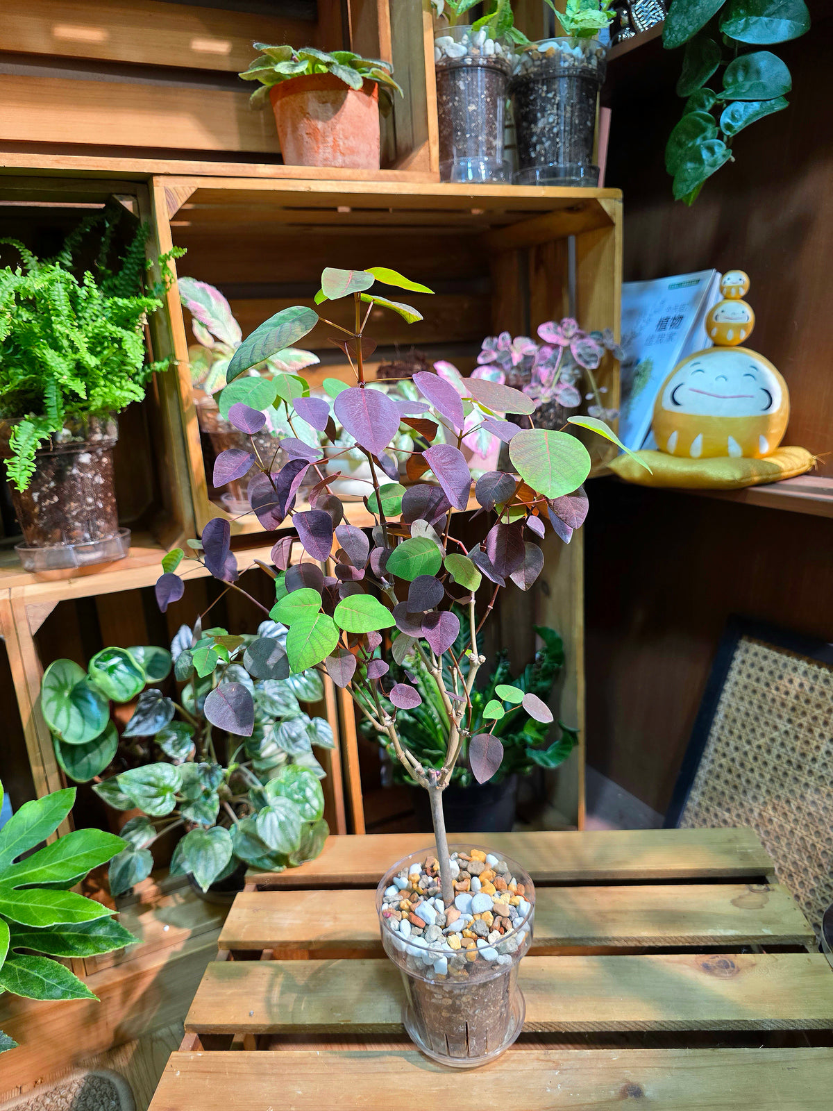 Euphorbia cotinifolia 紫錦木