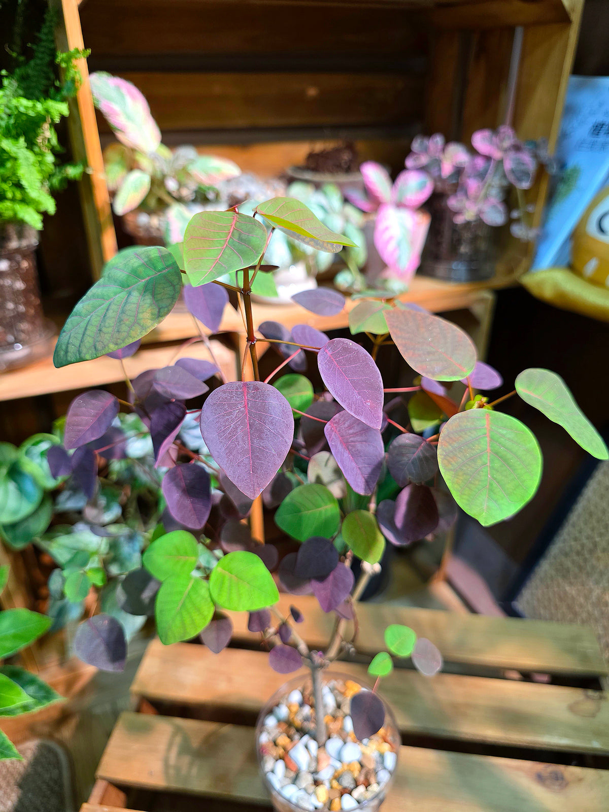 Euphorbia cotinifolia 紫錦木