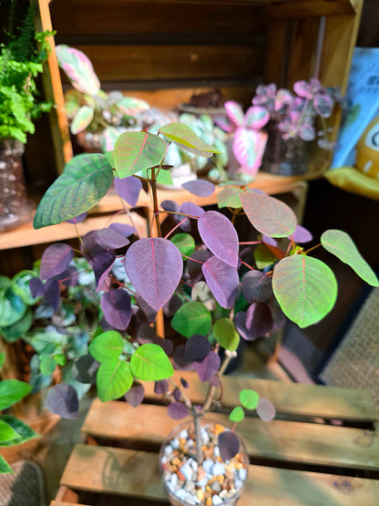 Euphorbia cotinifolia 紫錦木