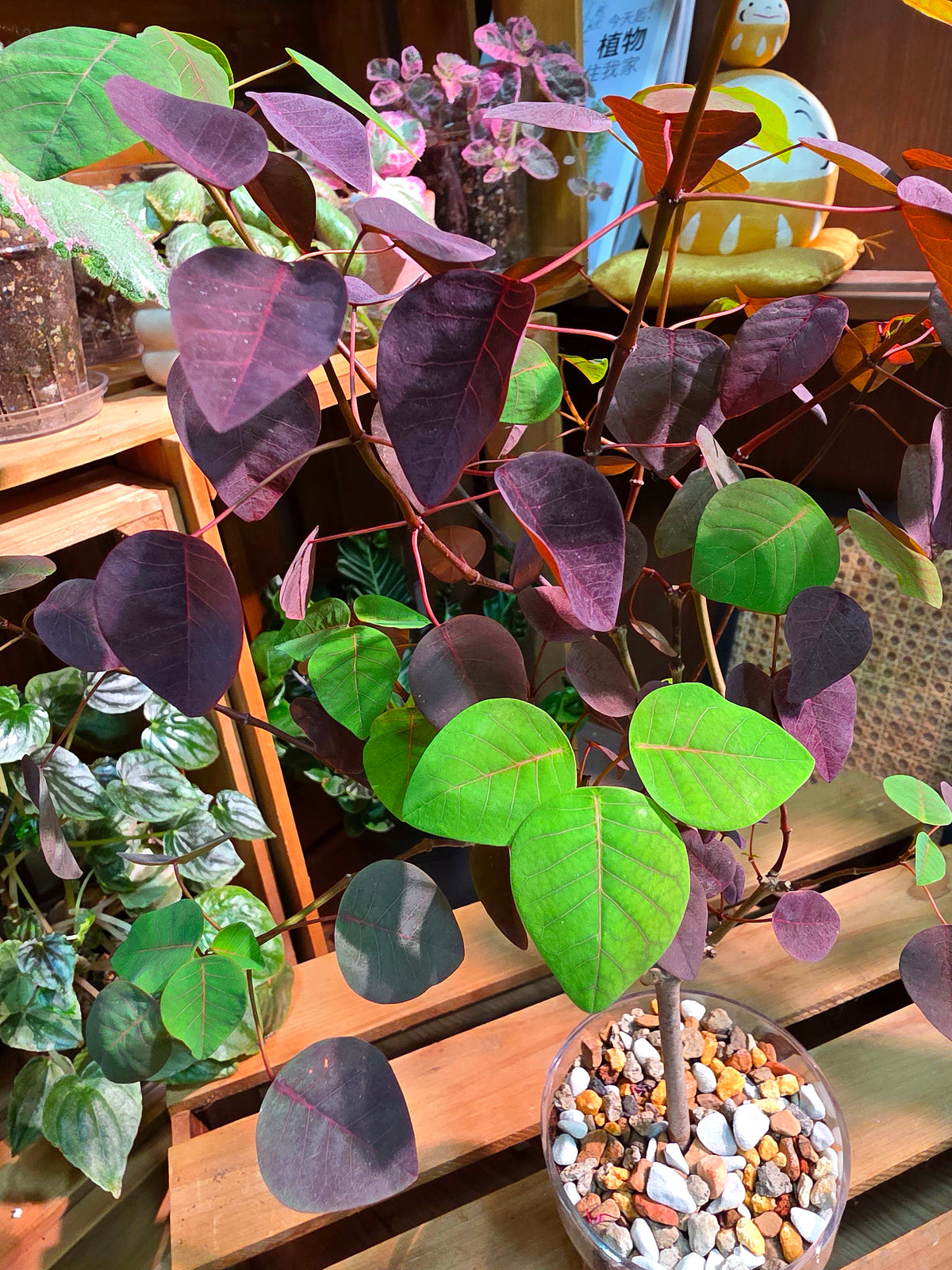 Euphorbia cotinifolia 紫錦木