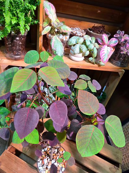 Euphorbia cotinifolia 紫錦木