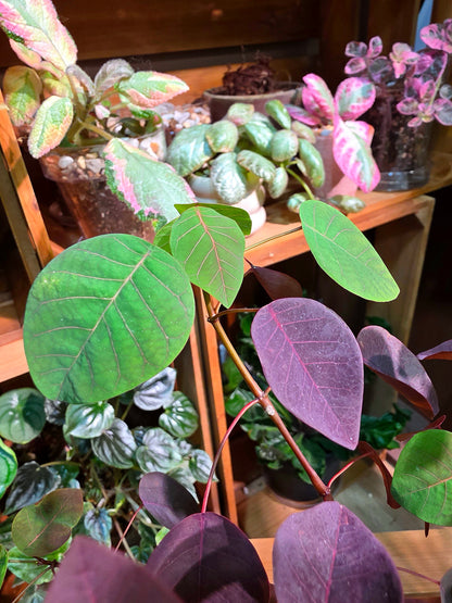 Euphorbia cotinifolia 紫錦木