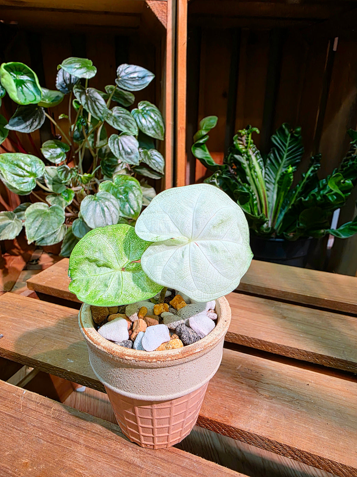 Caladium Thailand 泰國彩葉芋 - 白玉