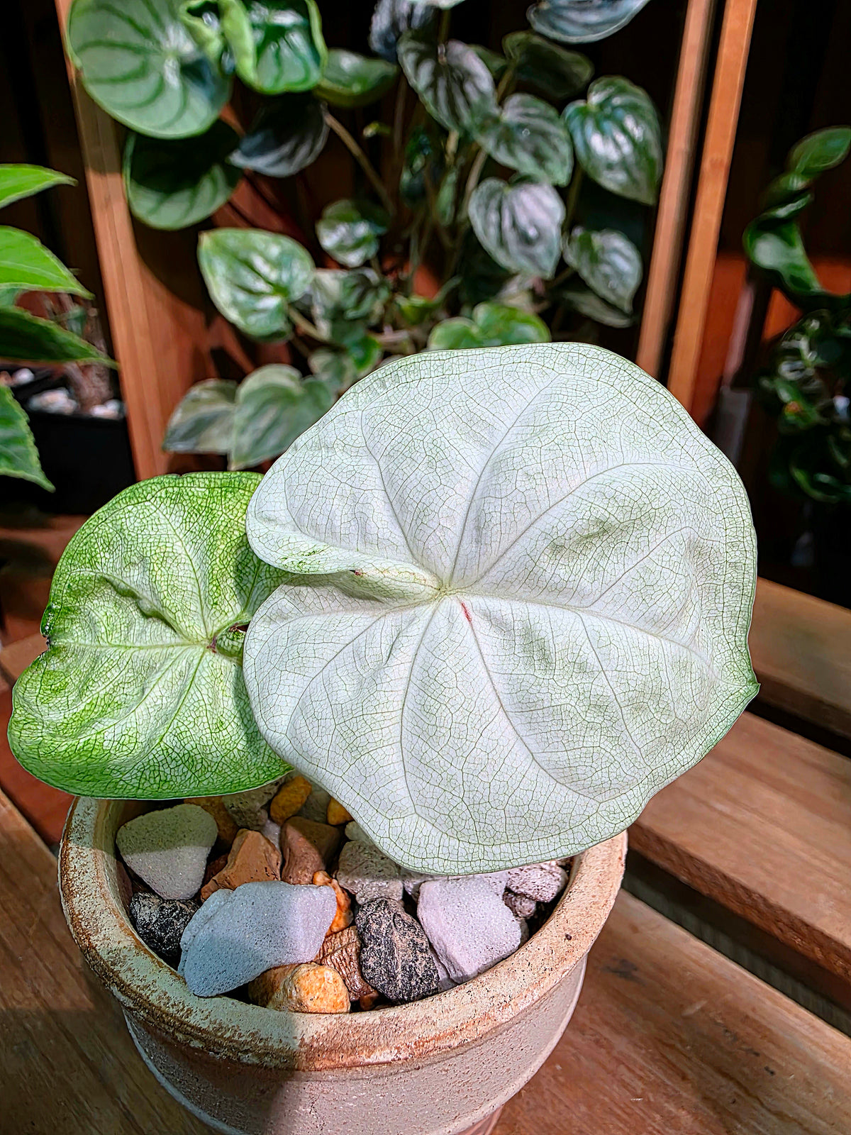 Caladium Thailand 泰國彩葉芋 - 白玉