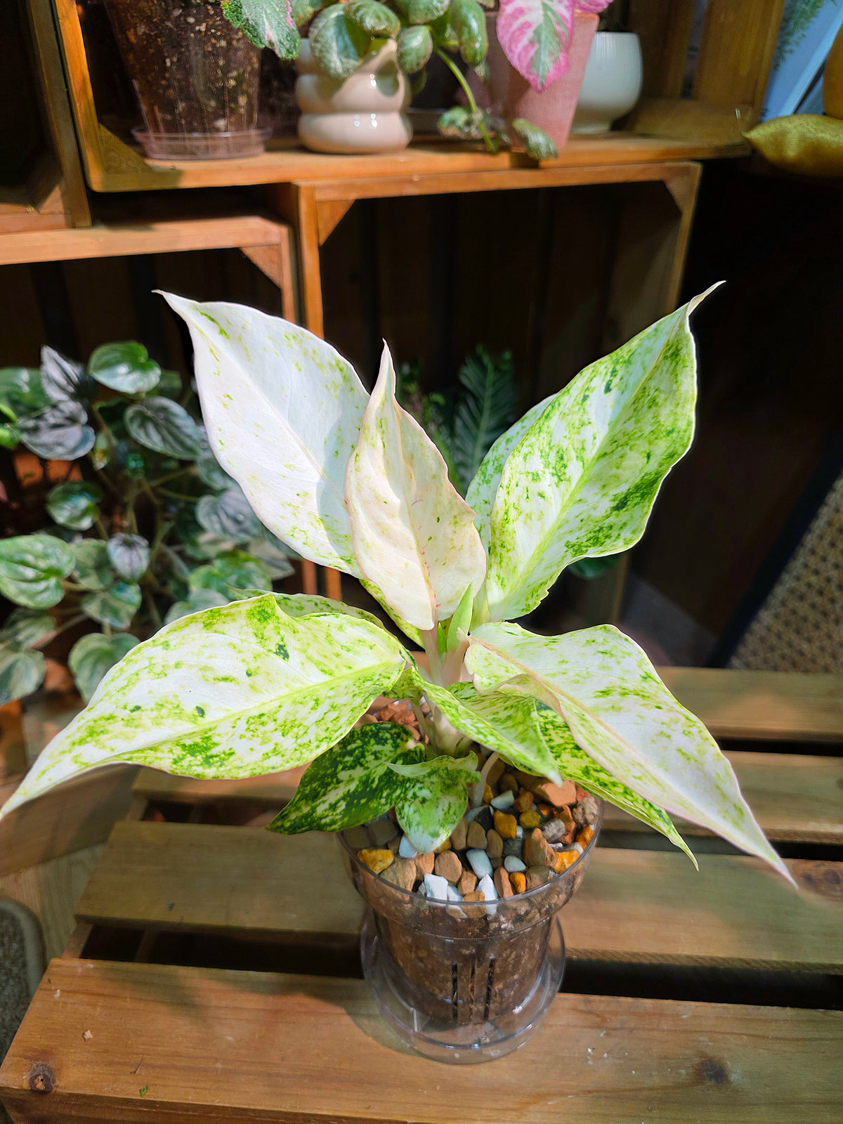 Aglaonema Pictum Tricolor