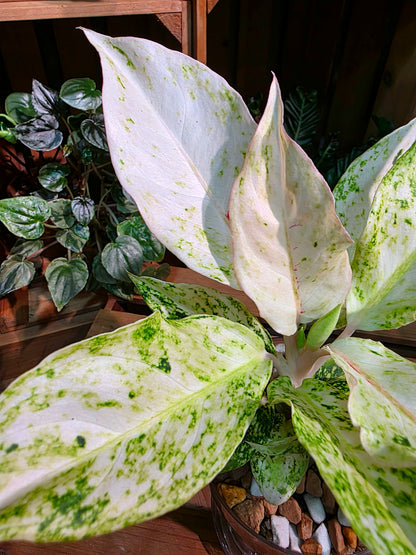 Aglaonema Pictum Tricolor