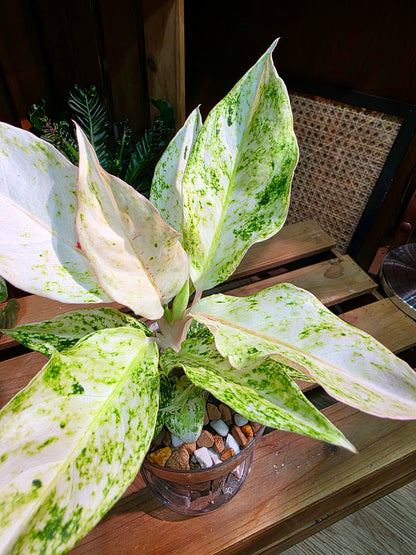 Aglaonema Pictum Tricolor