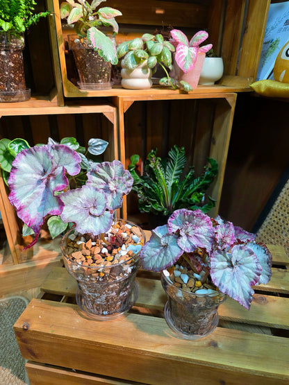 Begonia snow-capped variegated Fuji