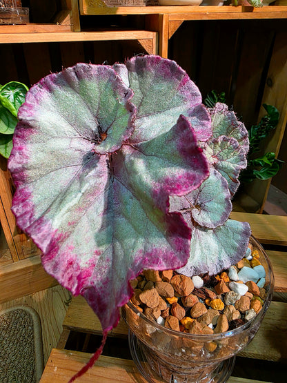 Begonia snow-capped variegated Fuji