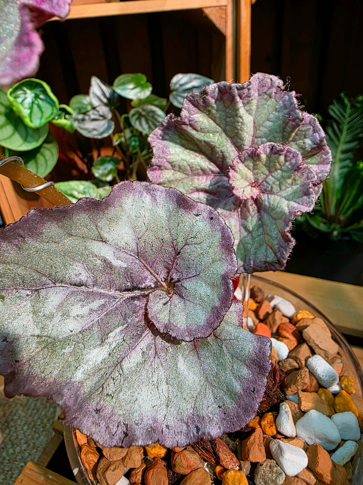 Begonia snow-capped variegated Fuji