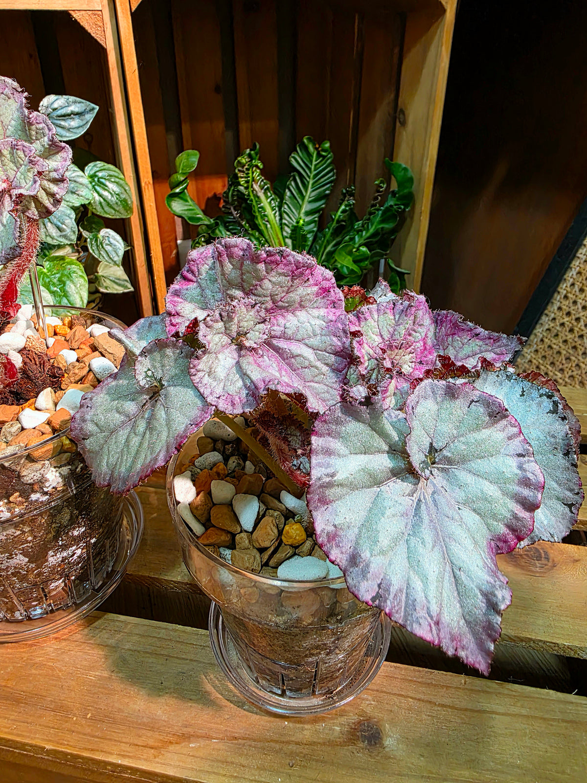 Begonia snow-capped variegated Fuji