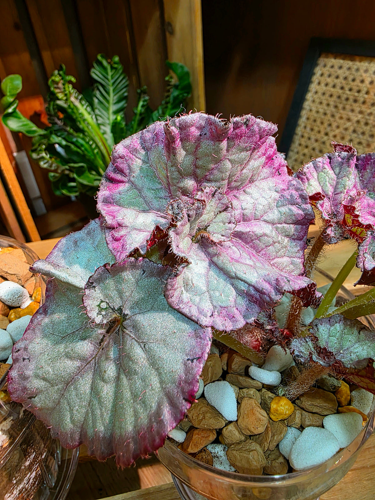 Begonia snow-capped variegated Fuji