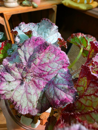 Begonia snow-capped variegated Fuji