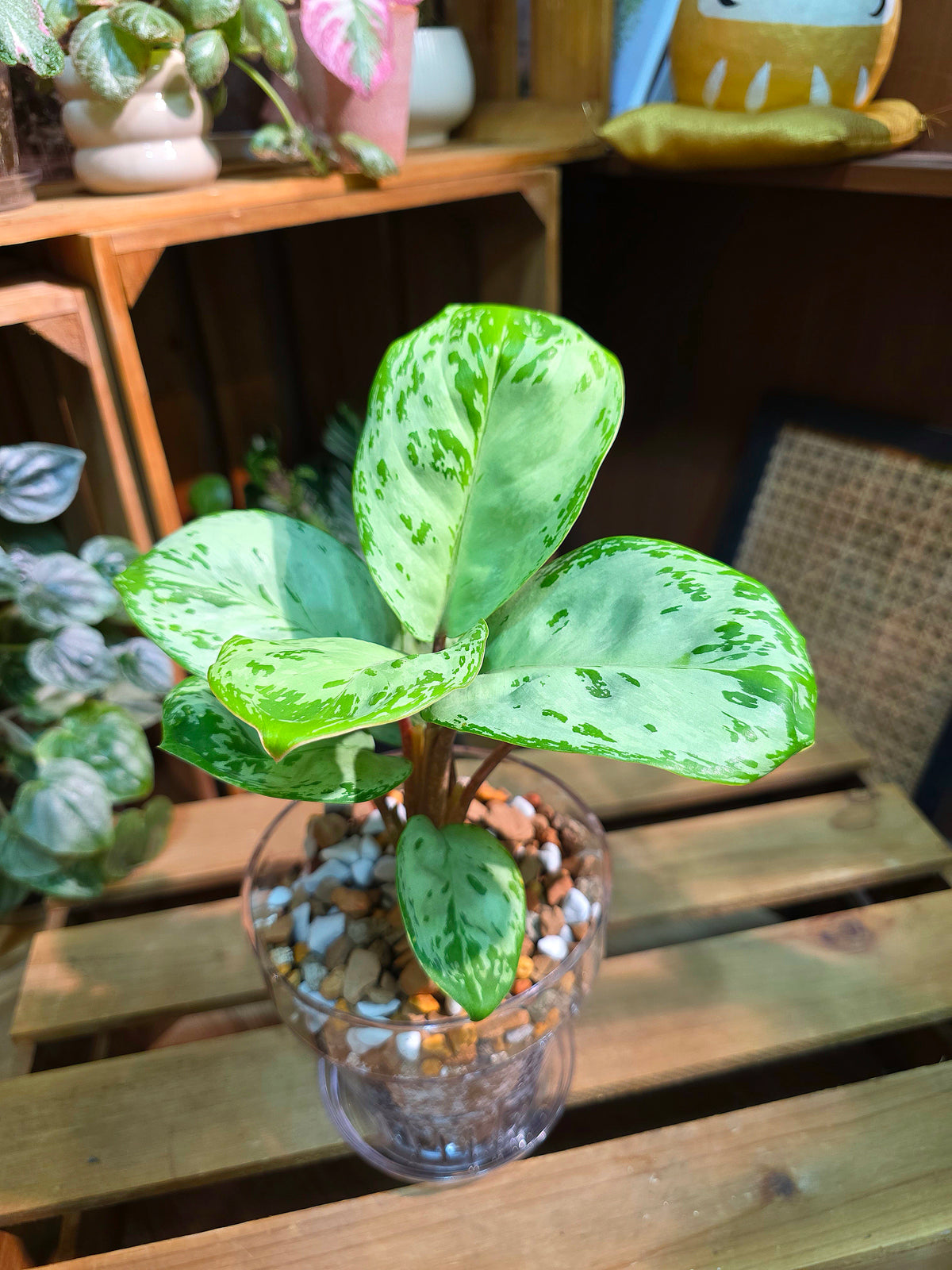 Aglaonema seafoam woody 圓葉迷彩粗肋草
