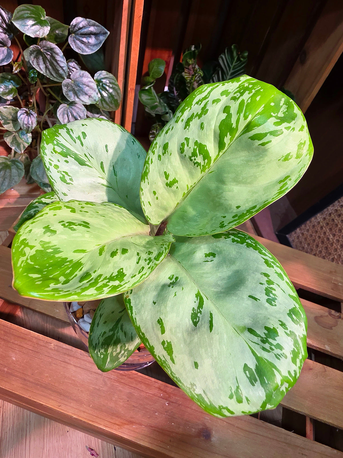 Aglaonema seafoam woody 圓葉迷彩粗肋草