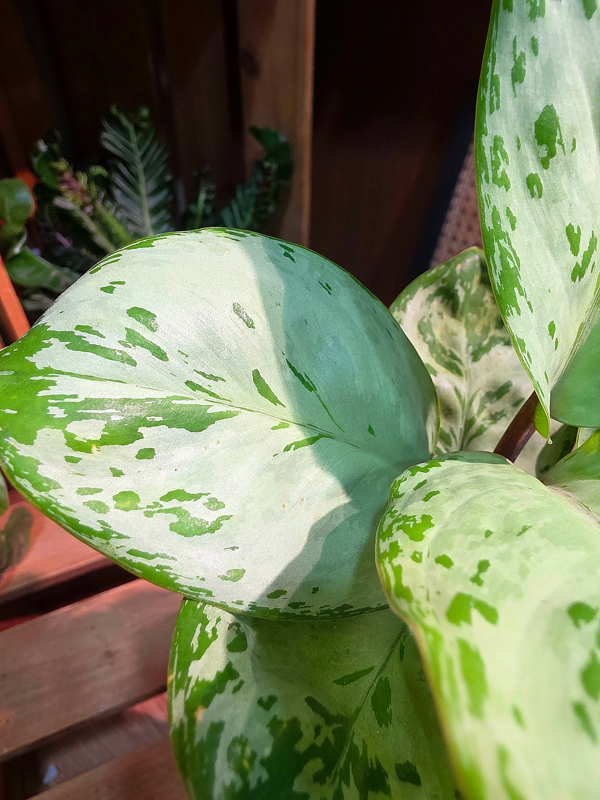Aglaonema seafoam woody 圓葉迷彩粗肋草