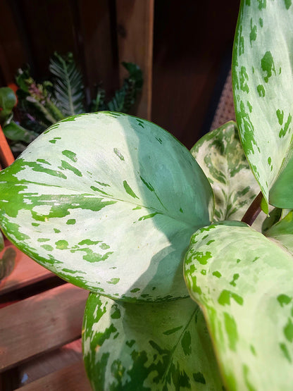 Aglaonema seafoam woody 圓葉迷彩粗肋草