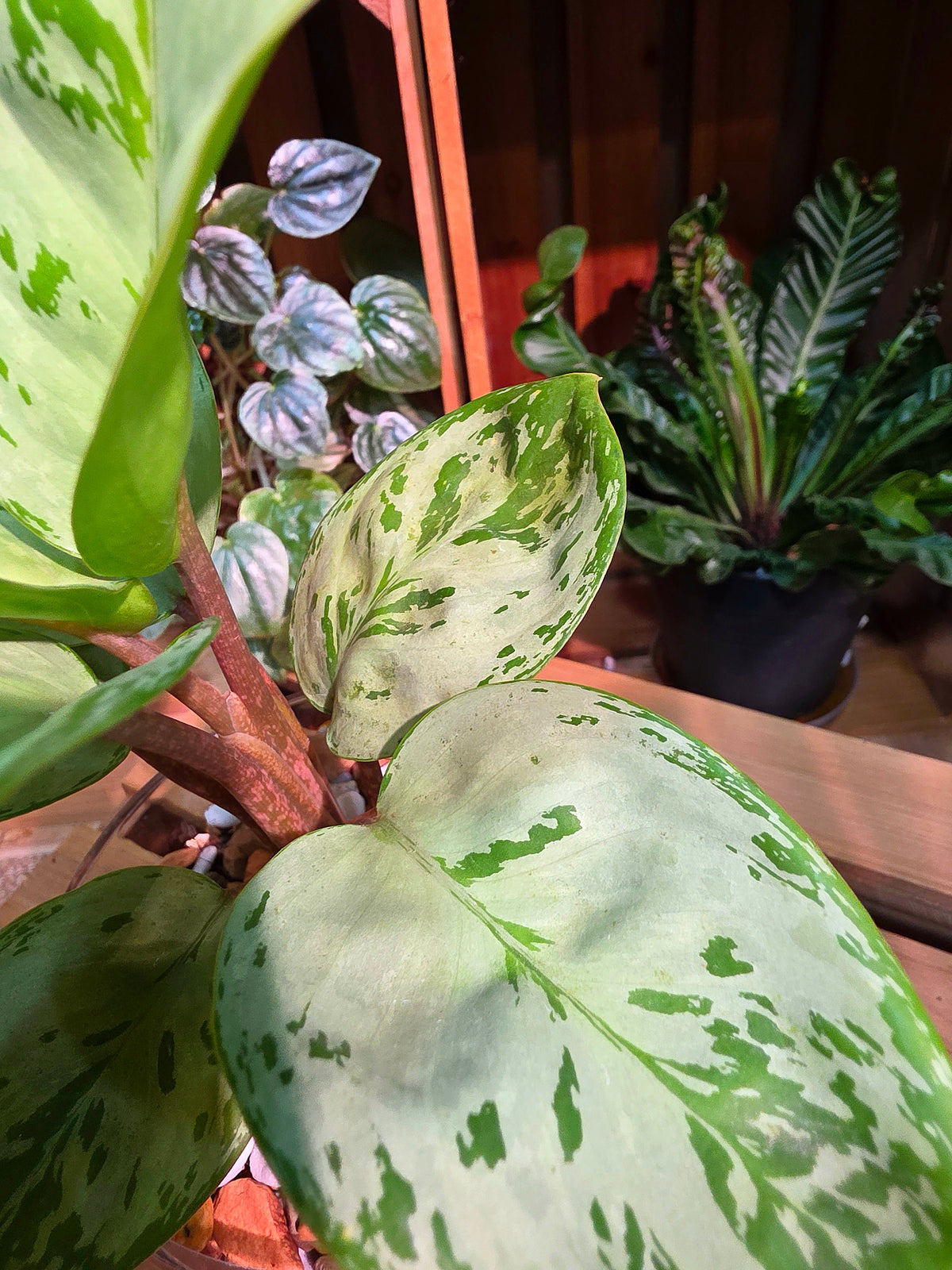 Aglaonema seafoam woody 圓葉迷彩粗肋草