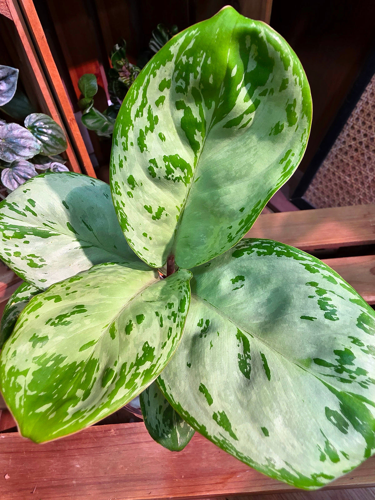 Aglaonema seafoam woody 圓葉迷彩粗肋草