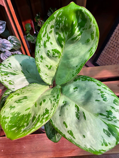 Aglaonema seafoam woody 圓葉迷彩粗肋草
