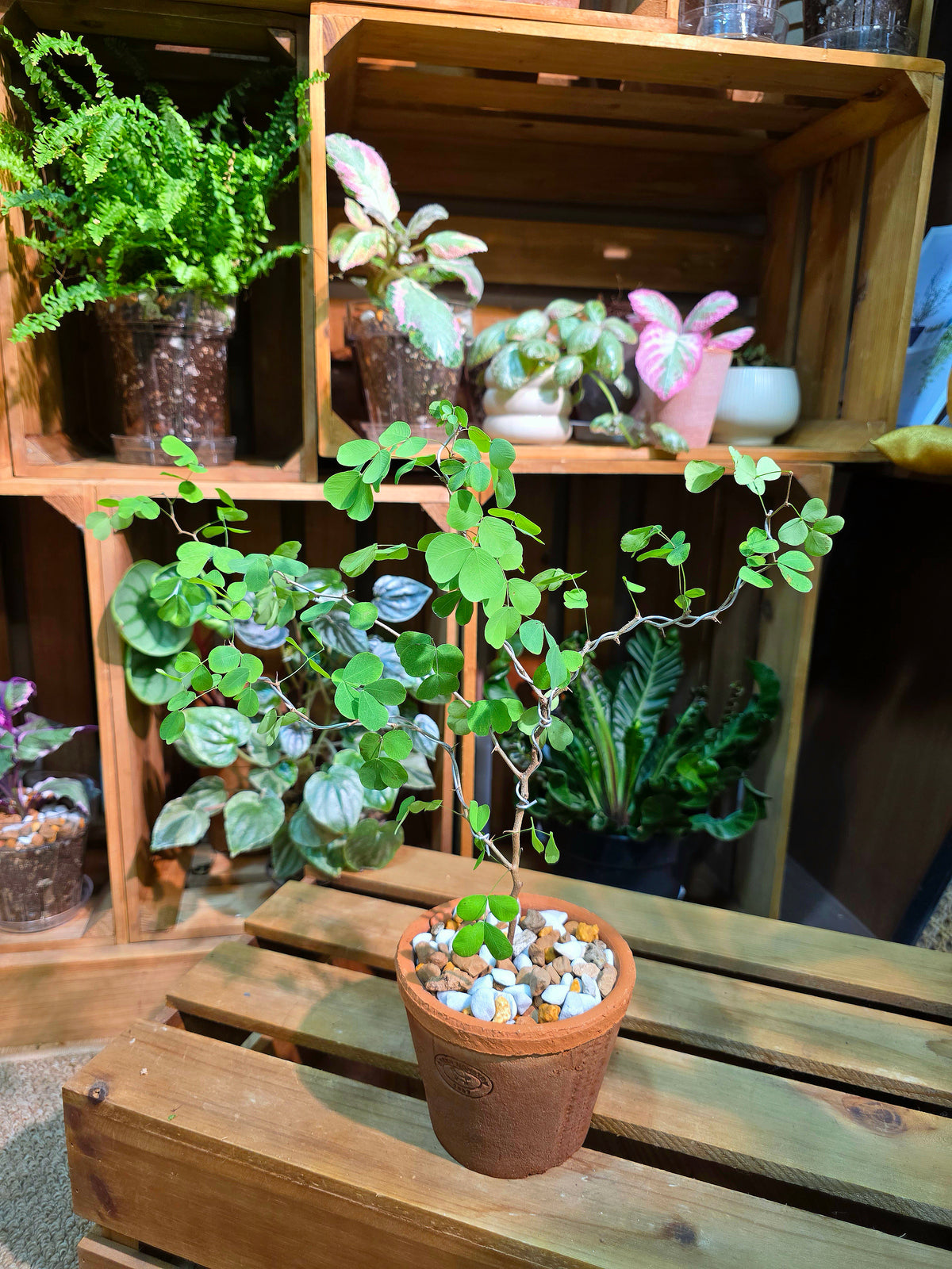 Bauhinia hooker 老樁小葉羊蹄甲
